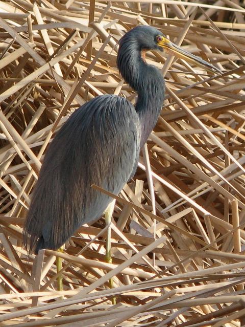 Tricolored Heron